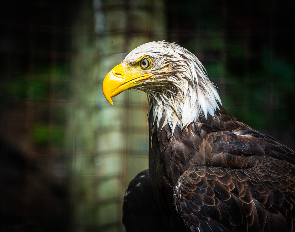 Arya the female Bald Eagle