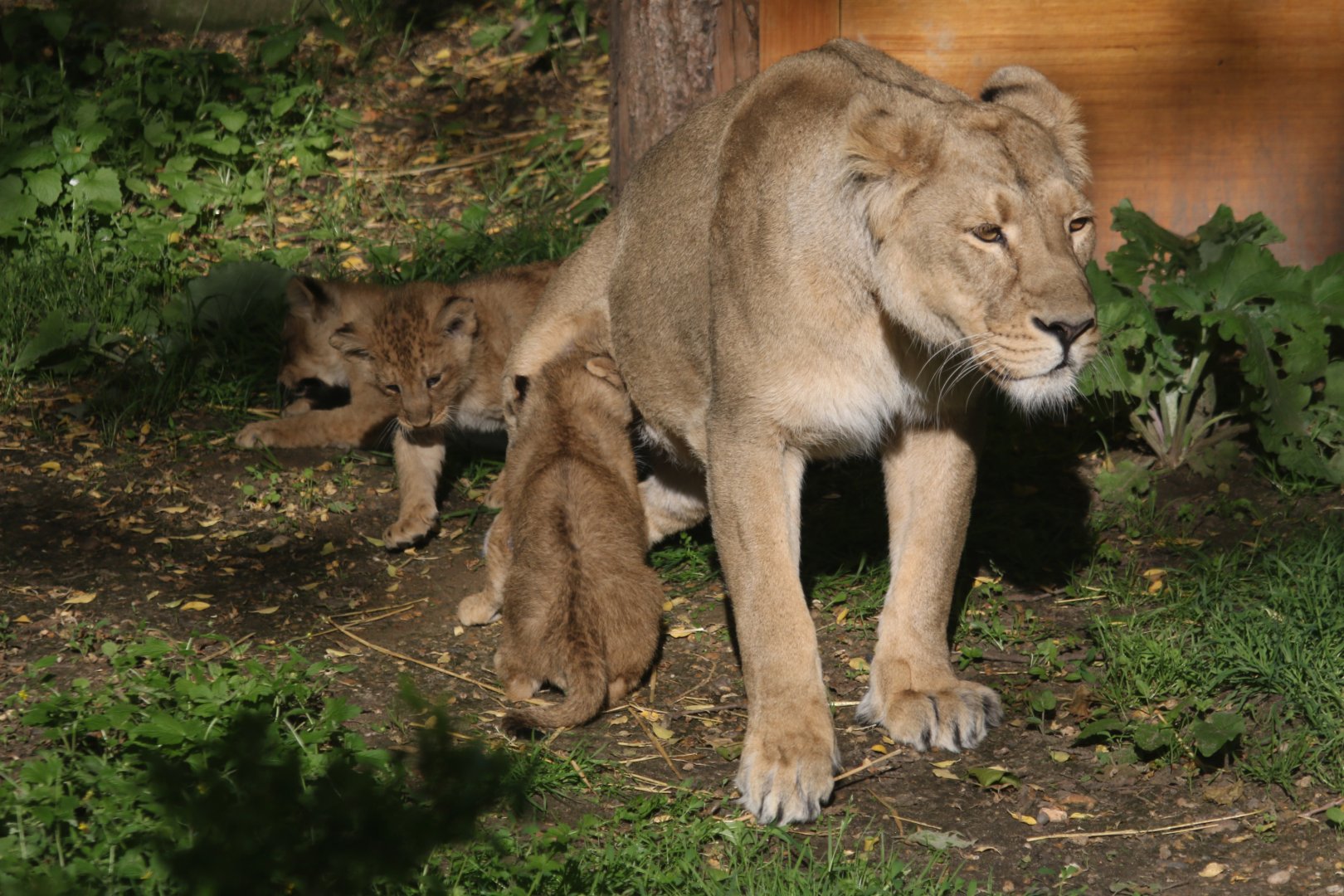 Arya with her lion cubs