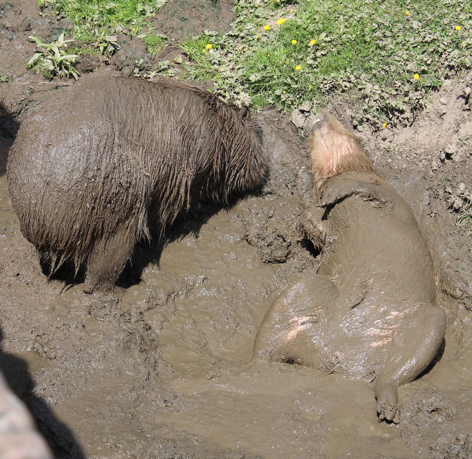 As happy as a Capybara in....