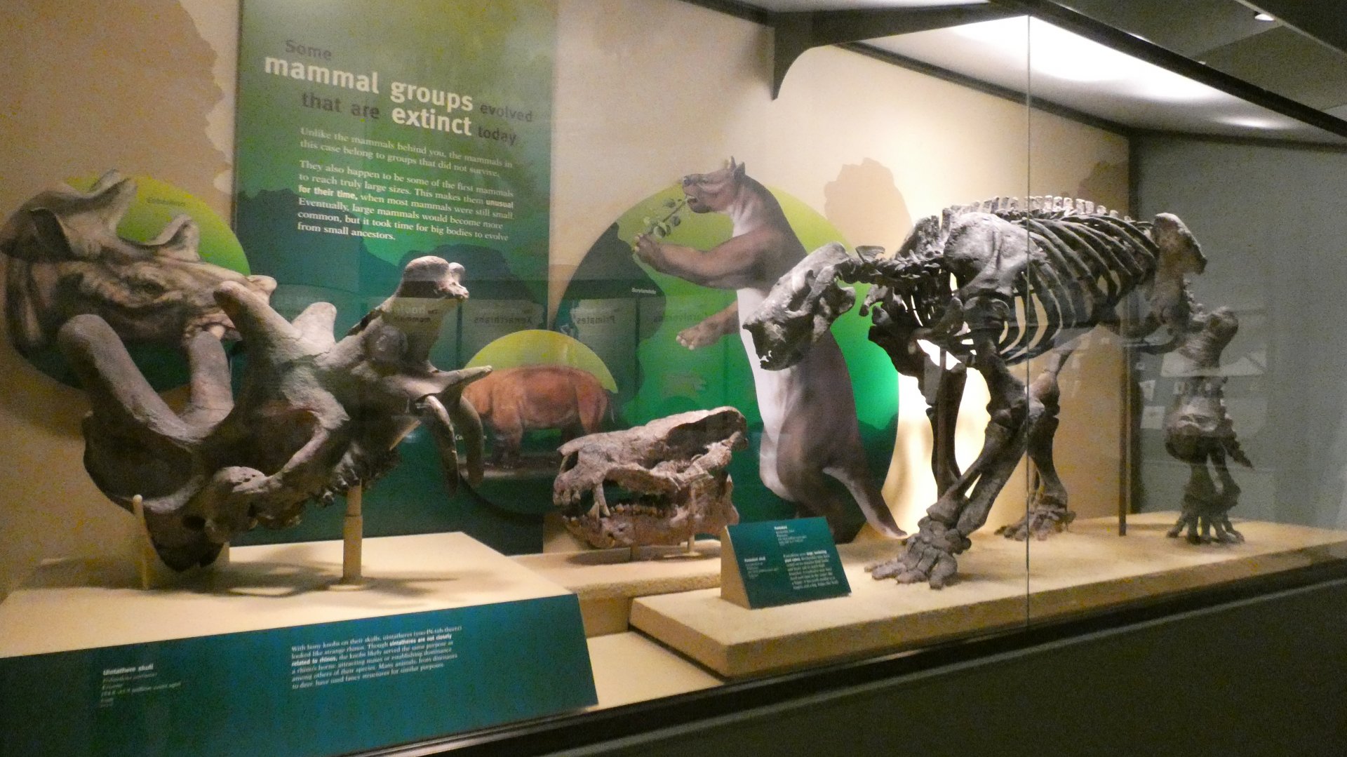 As Mammals Evolve..., Evolving Planet - Feb. 2022