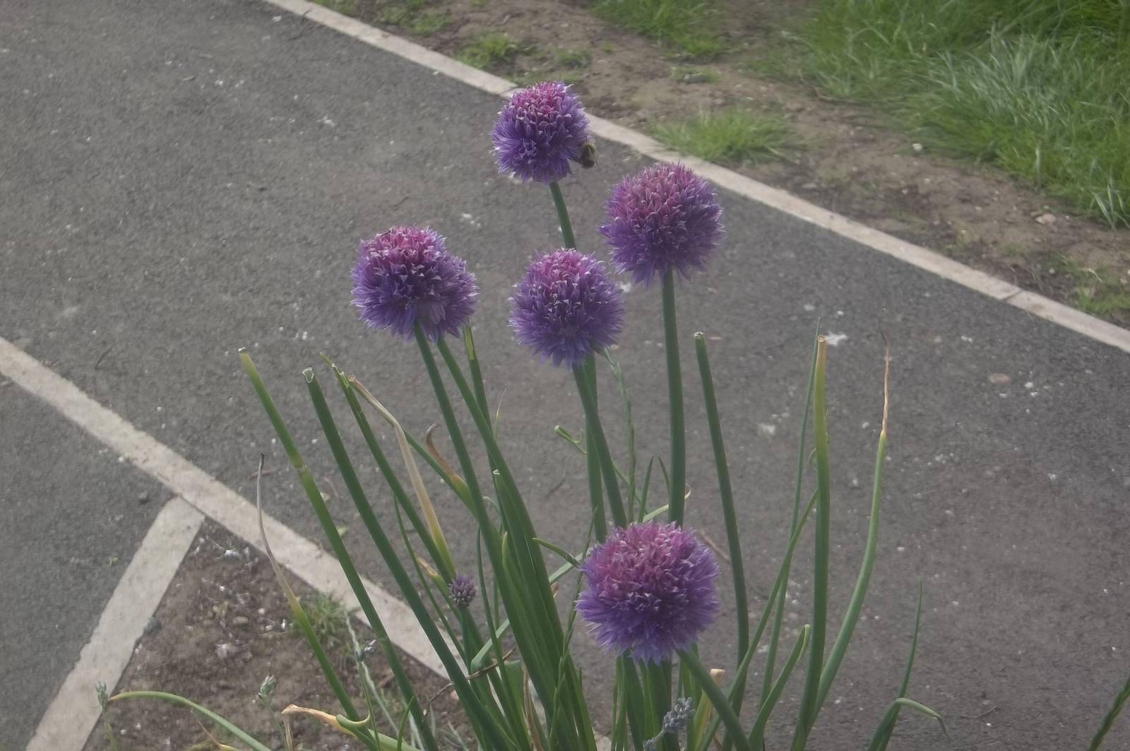 As usual I am no horticulturist, 25th June 2016