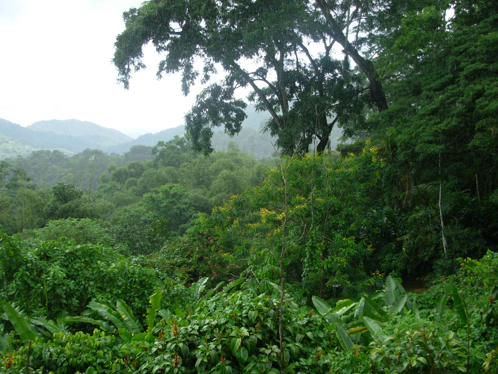 Asa Wright Nature Centre - Trinidad & Tobago