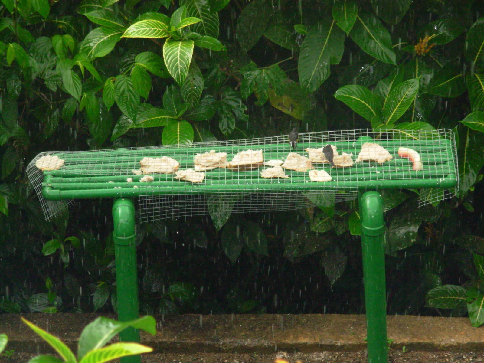 Asa Wright Nature Centre - Trinidad & Tobago
