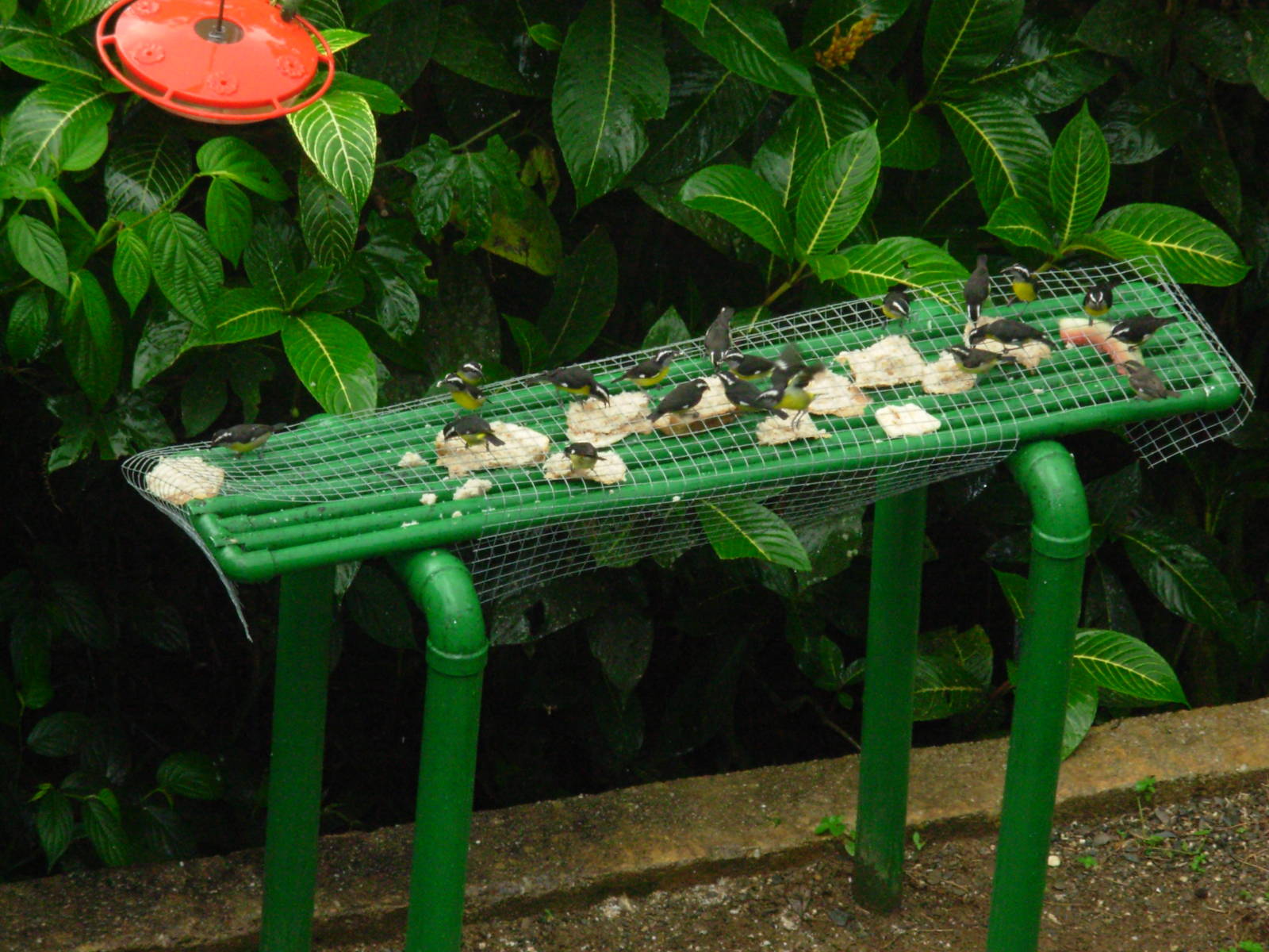 Asa Wright Nature Centre - Trinidad & Tobago