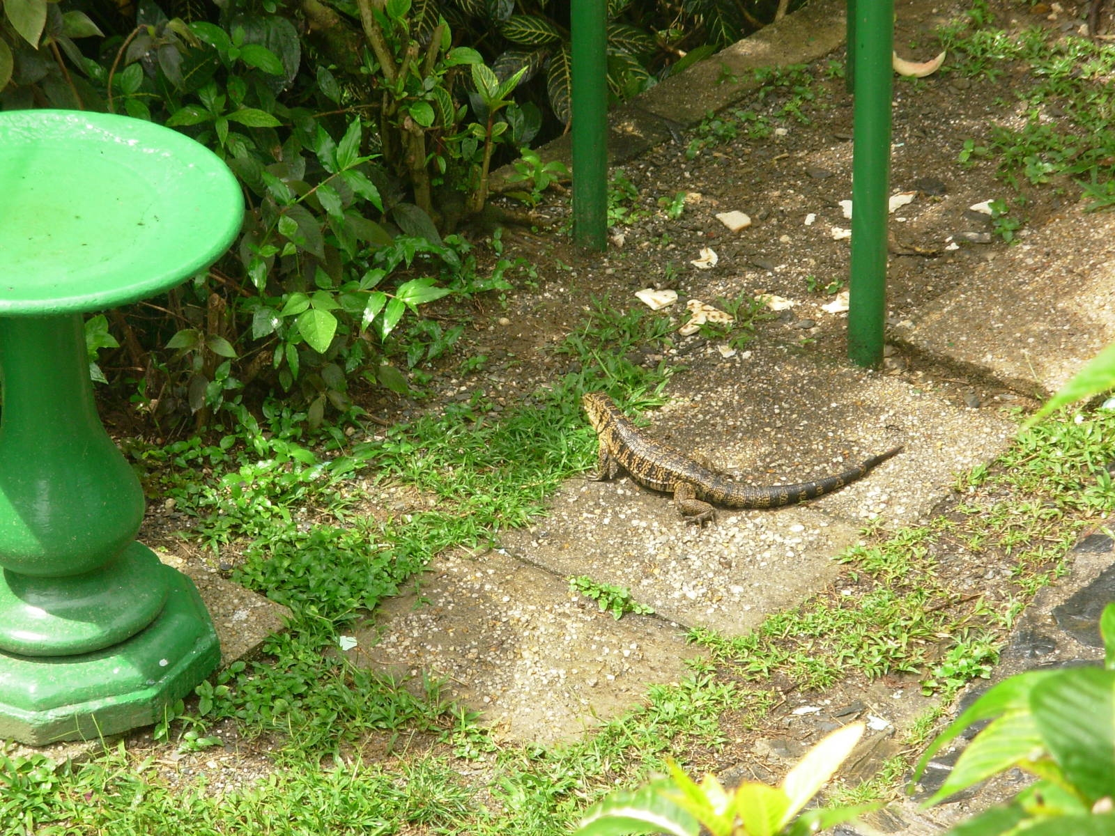 Asa Wright Nature Centre - Trinidad & Tobago