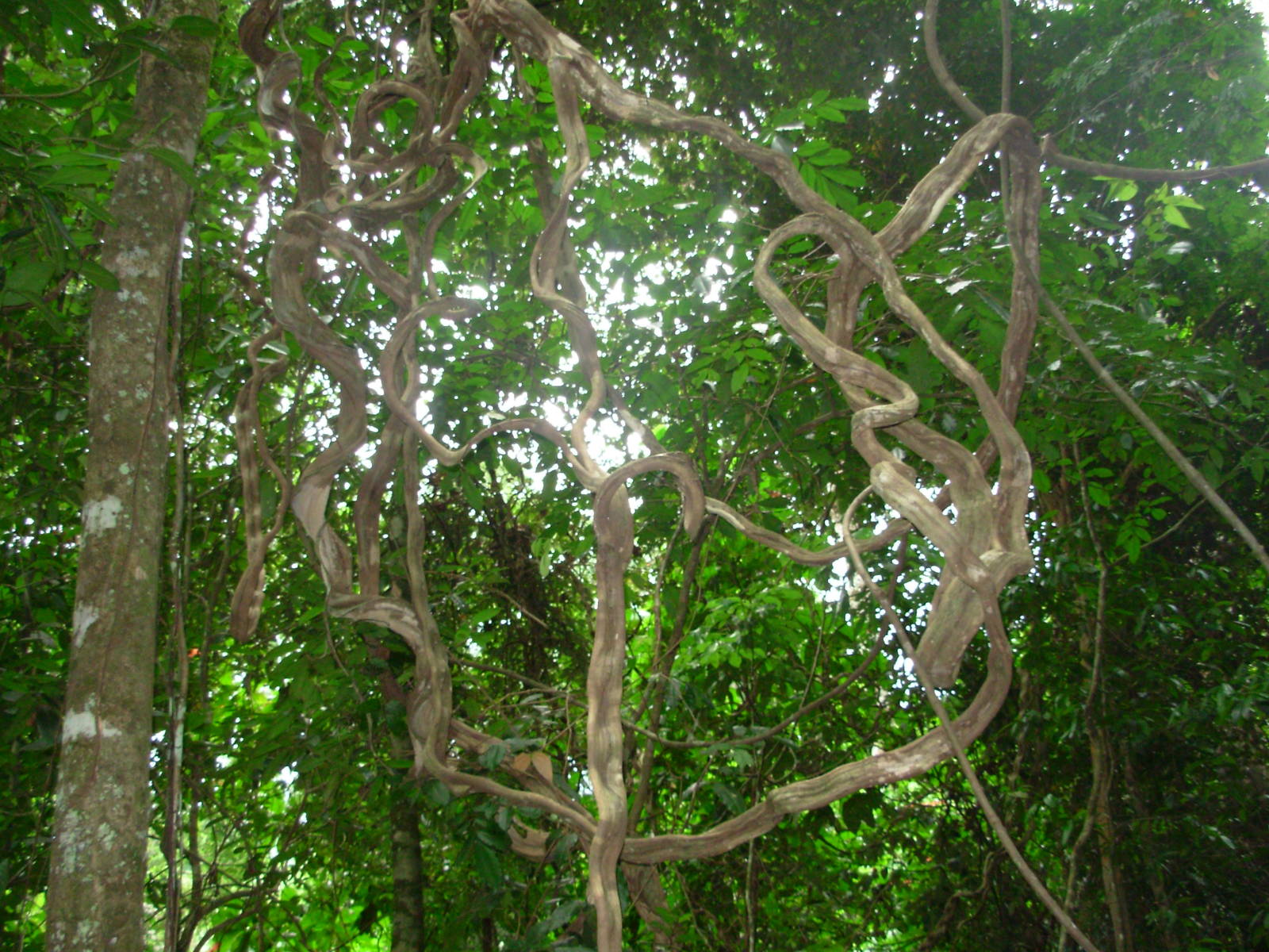 Asa Wright Nature Centre - Trinidad & Tobago