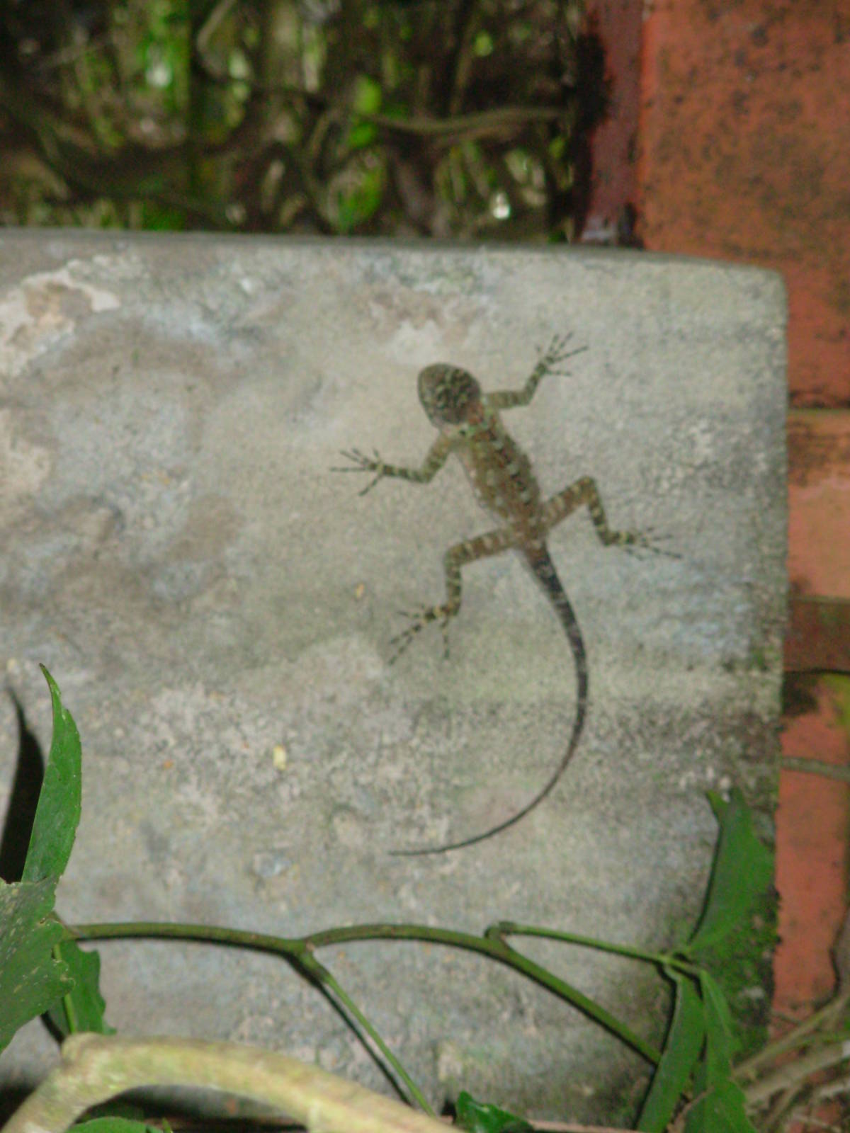 Asa Wright Nature Centre - Trinidad & Tobago