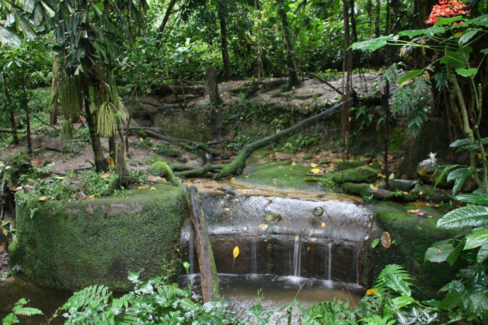 Asain small-clawed otter enclosure