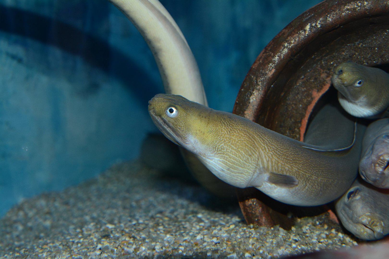 Asakusa snake eel (Ophichthus asakusae)