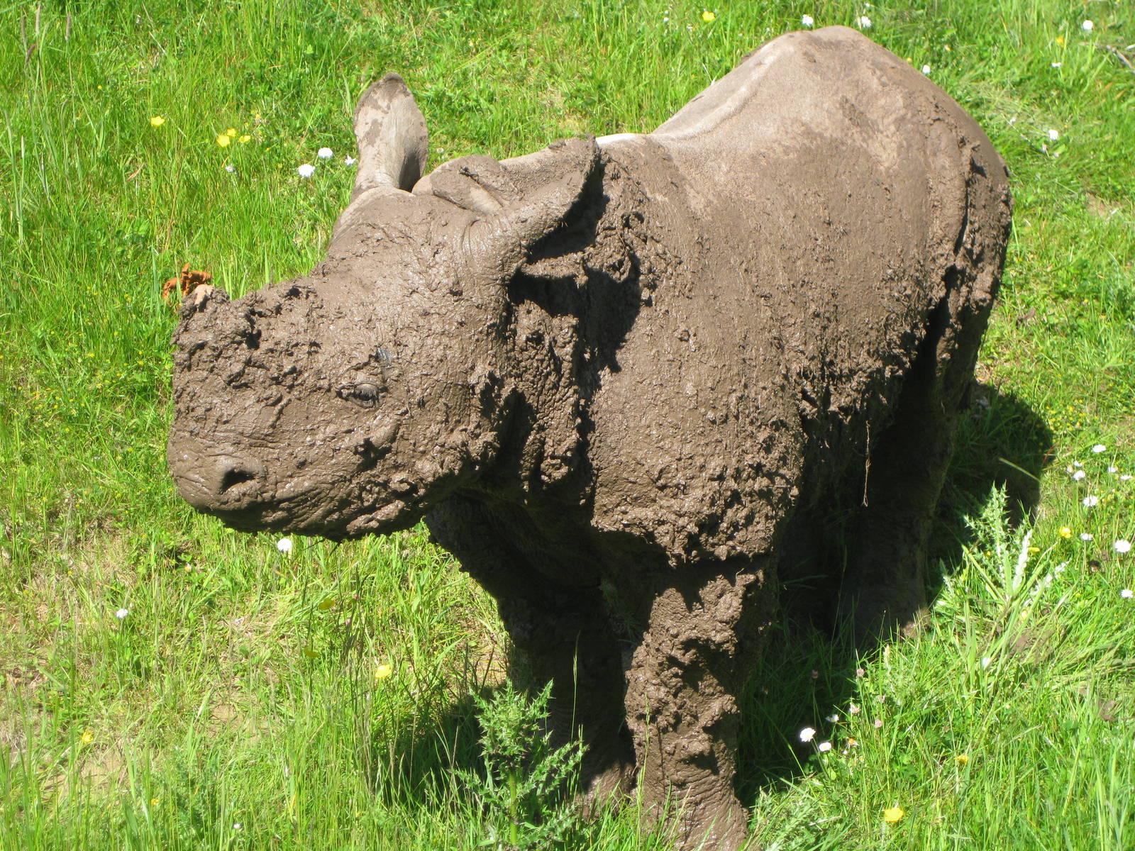 Asani having a mud bath!