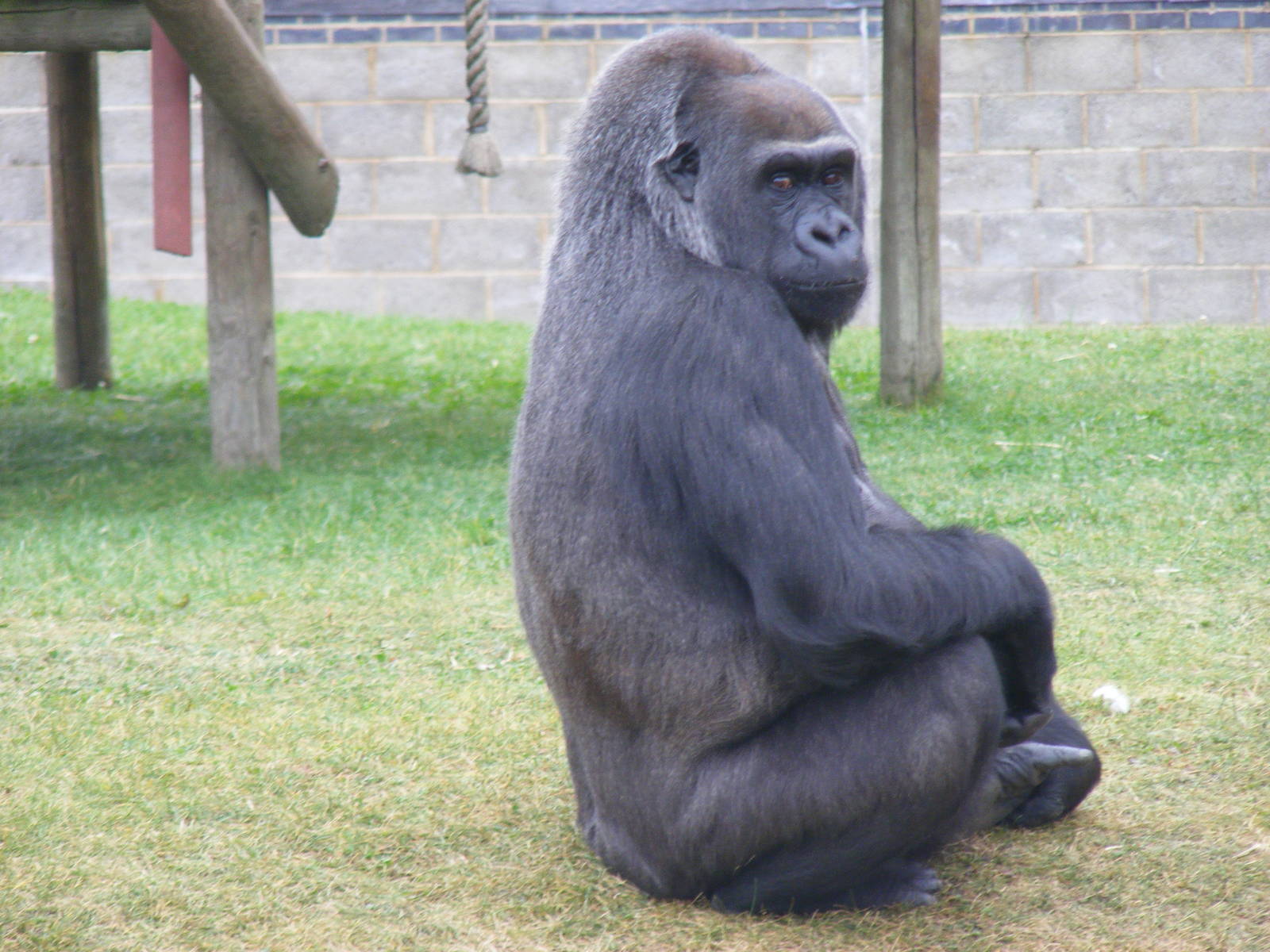 Asante the gorilla at Twycross Zoo, 25 September 2009