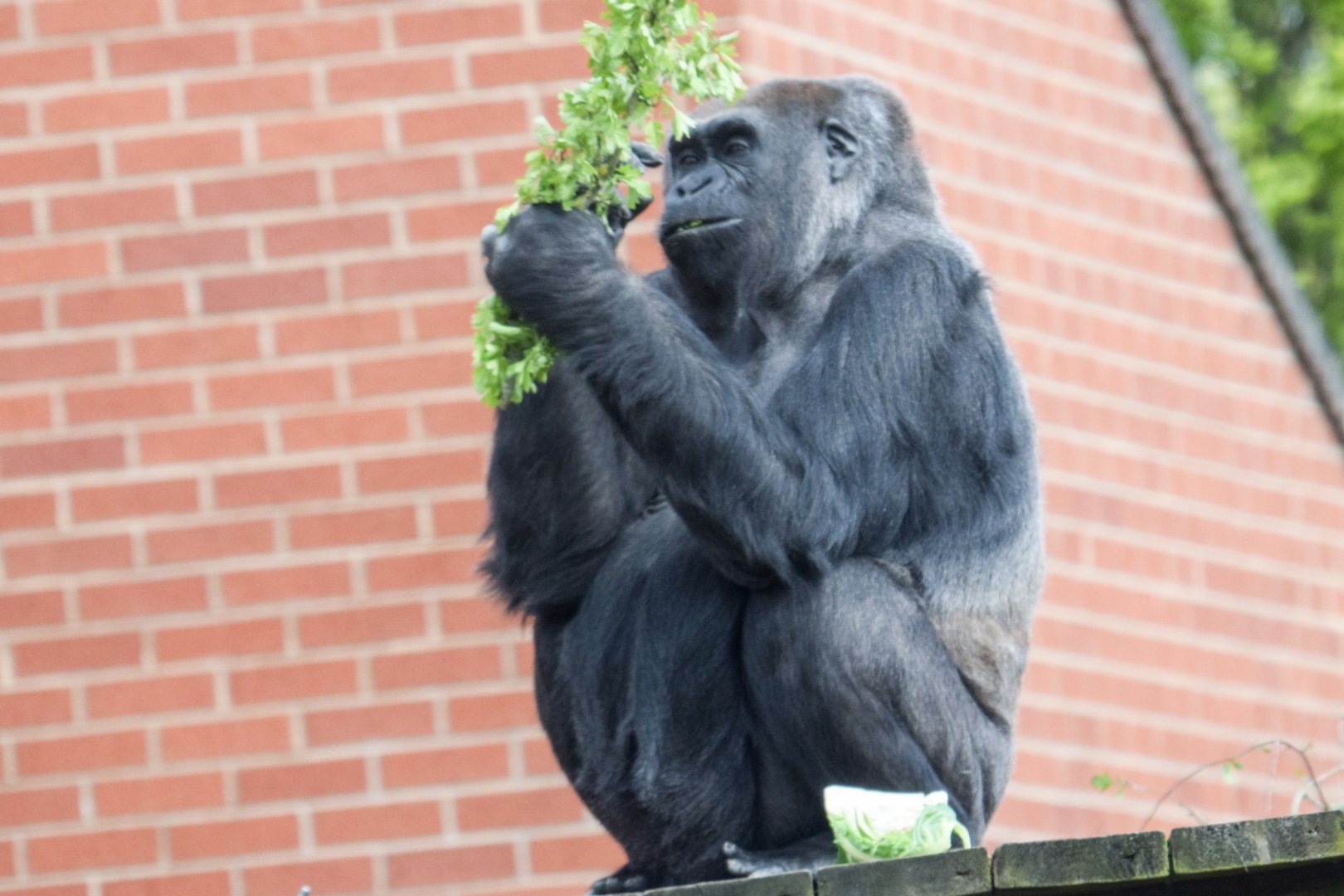 Asante - Western Lowland Gorilla