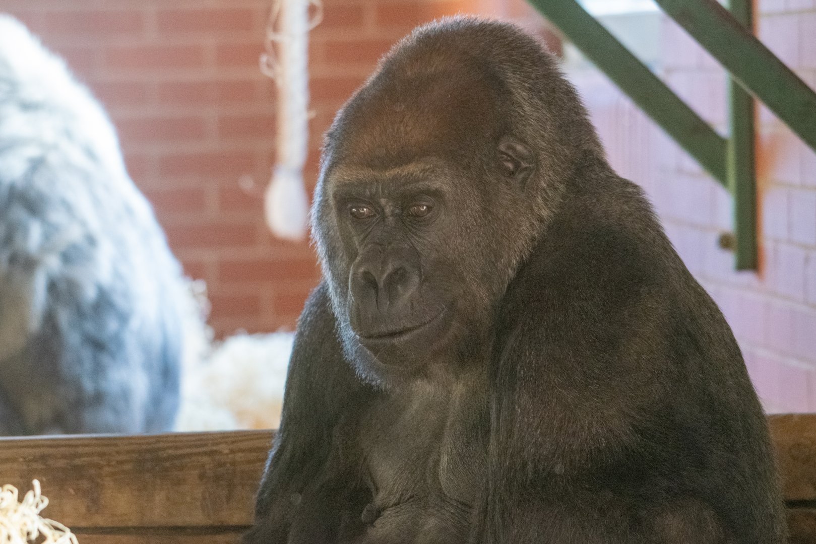 Asante - Western Lowland Gorilla