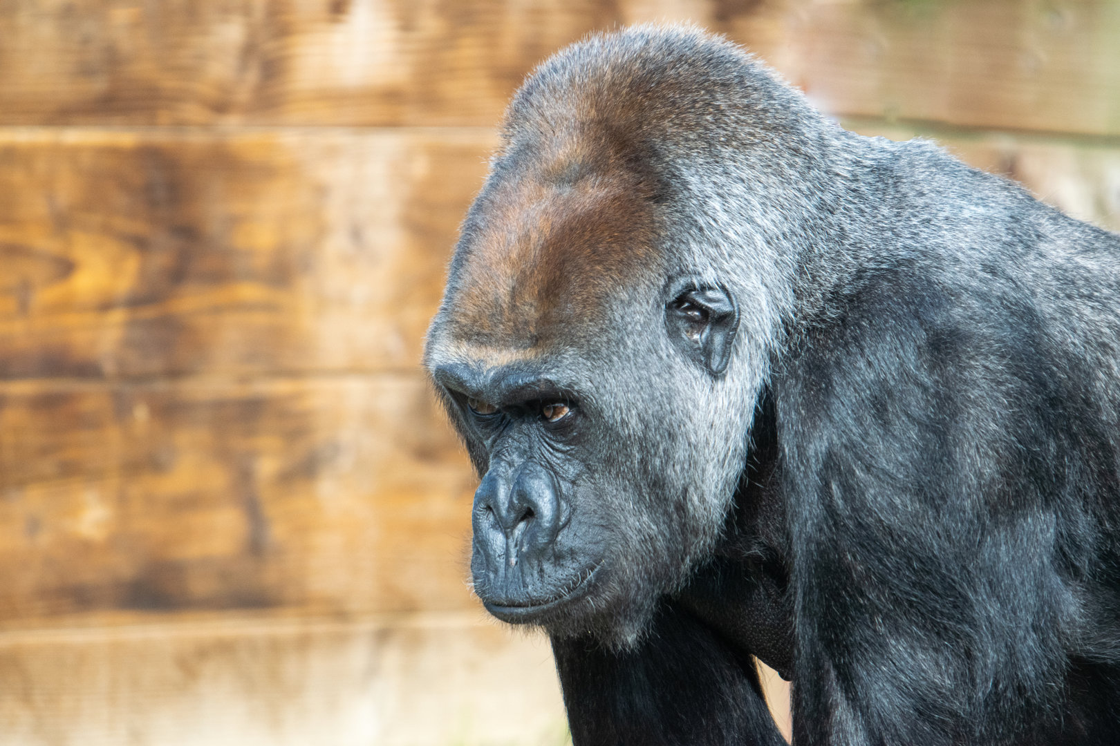 Asante - Western Lowland Gorilla