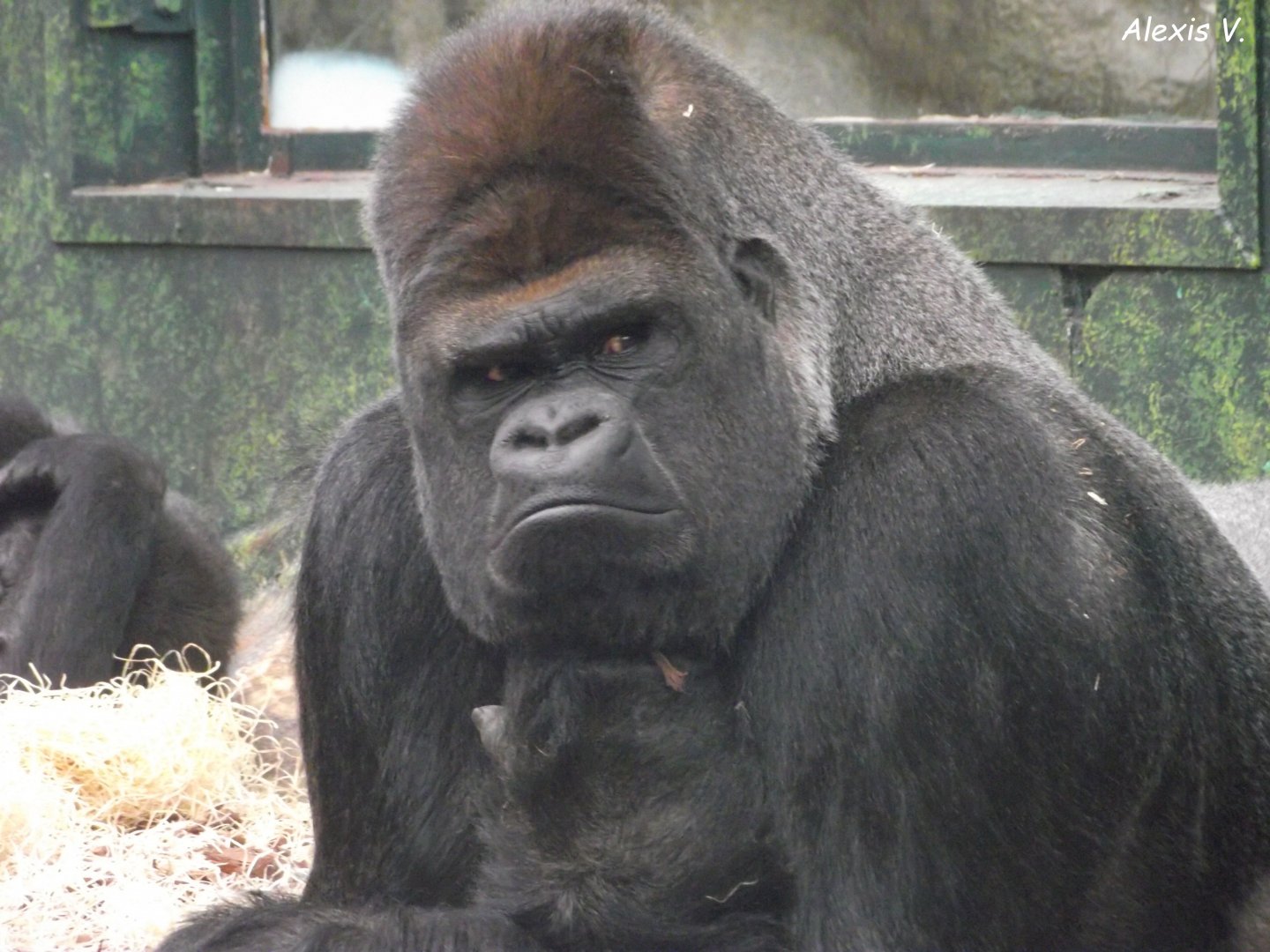 ASATO, the famous Western Lowland Gorilla - Zooparc de Beauval - 01/2020