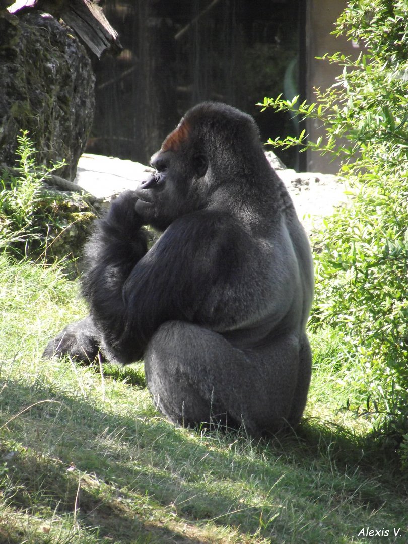 ASATO, Western Lowland Gorilla - Zooparc de Beauval - 08/2021