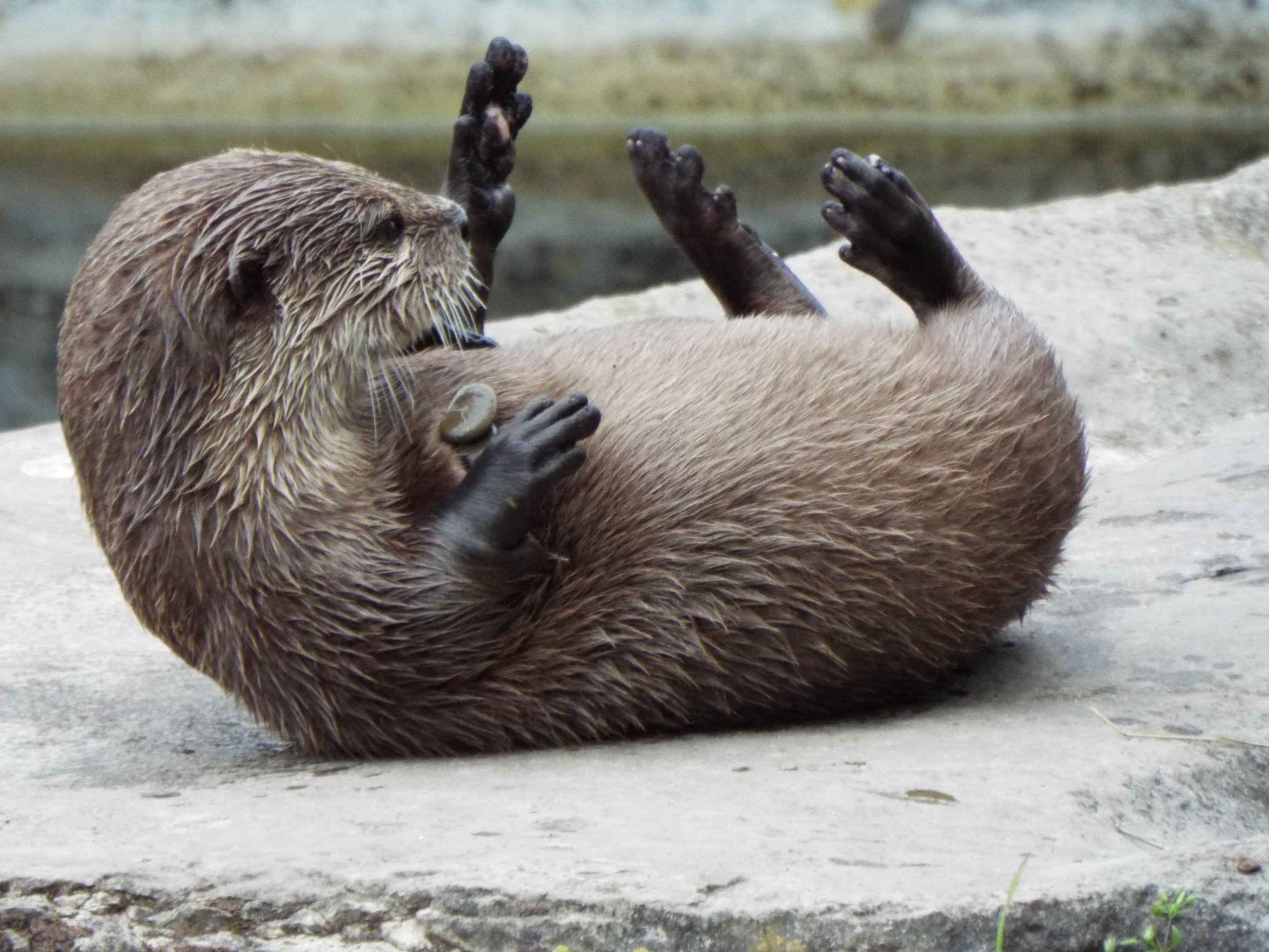 ASC Otter Blackpool Zoo