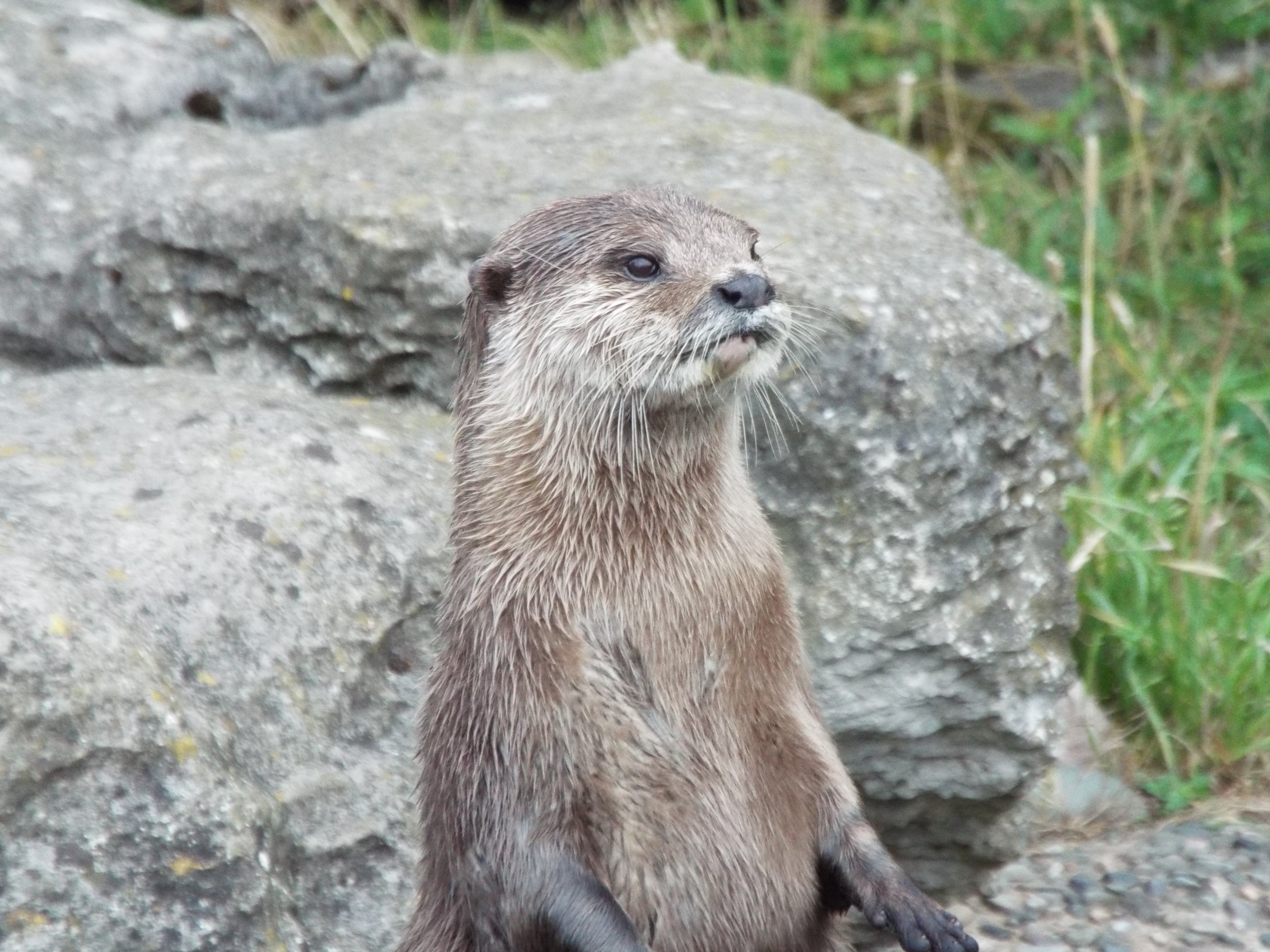 ASC Otter Blackpool Zoo