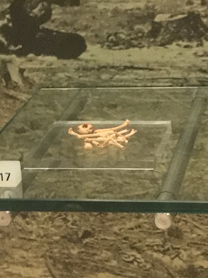 Ascension island crake bones