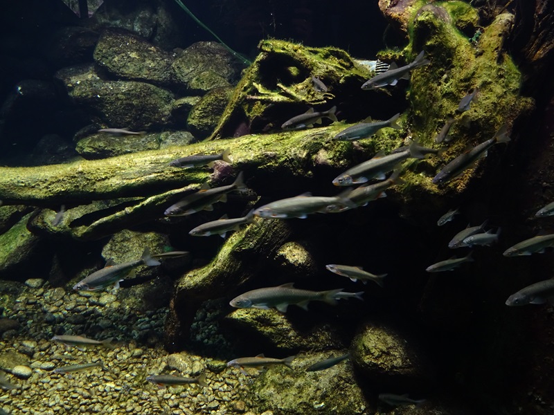 'Äschenregion’ Tank for greyling, dace, soufflia