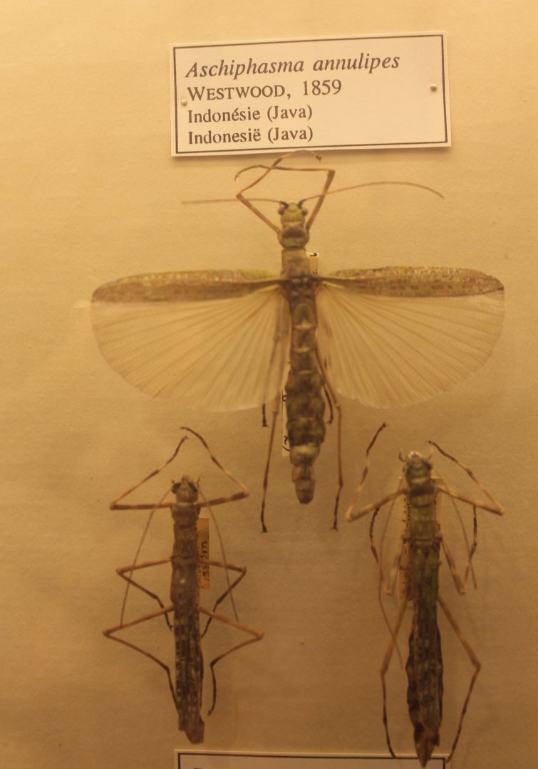 Aschiphasma annulipes