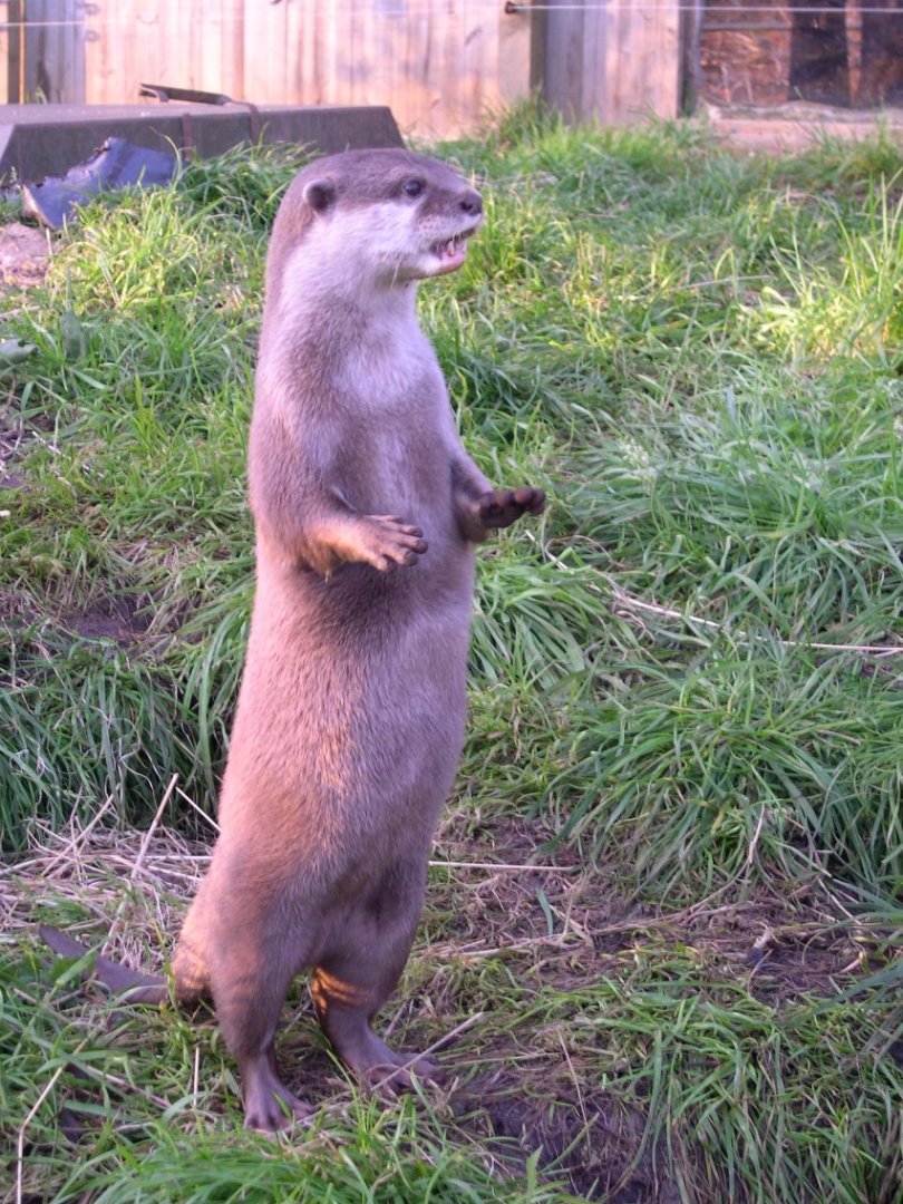 ASCO (8th November 2009)