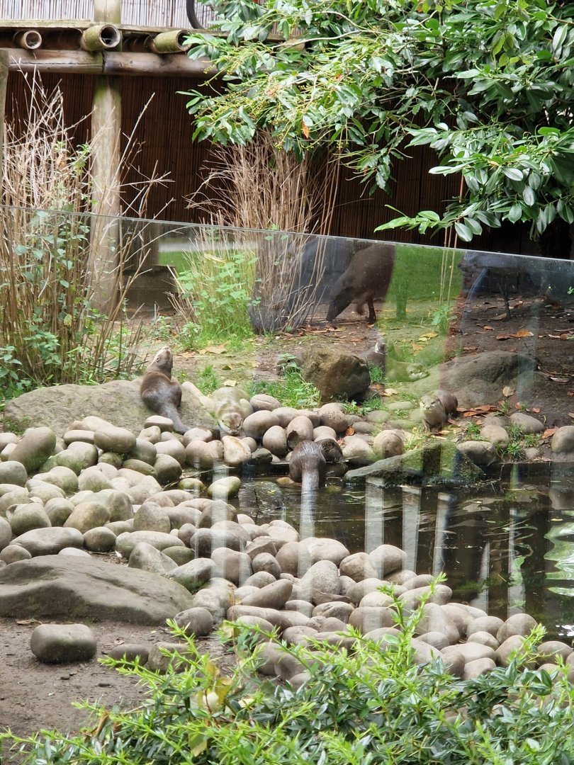 ASCO and Sulawesi Babirusa 8/7/23