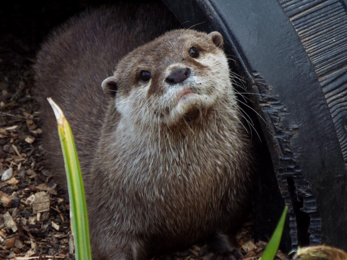 ASCO, Call of the Wild