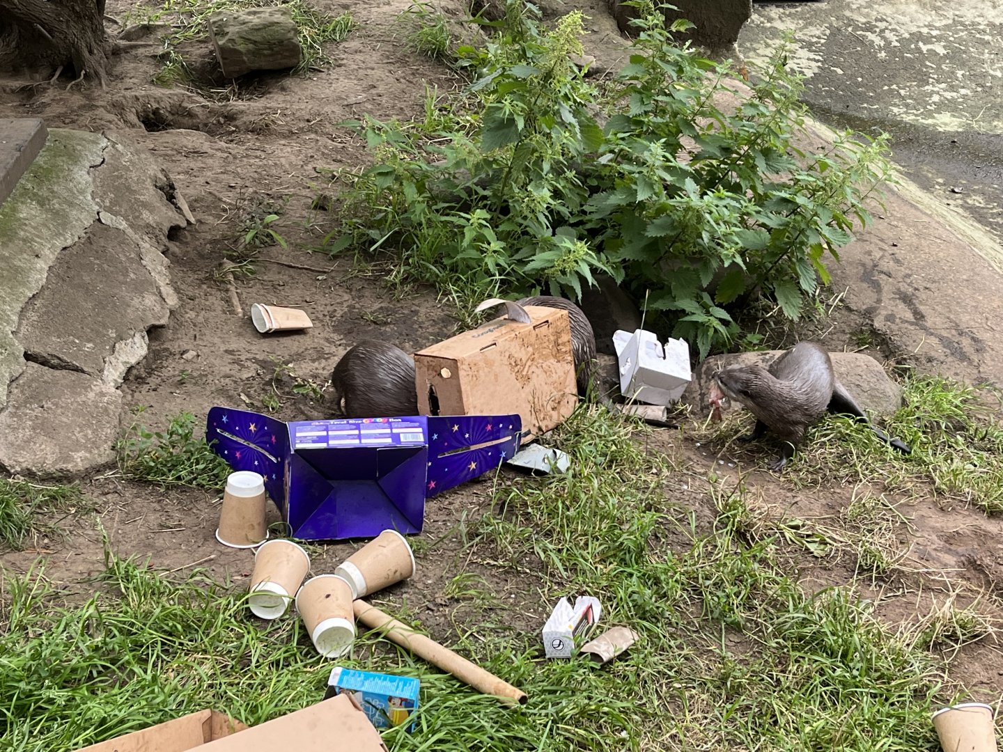 ASCO enrichment 20.7.23