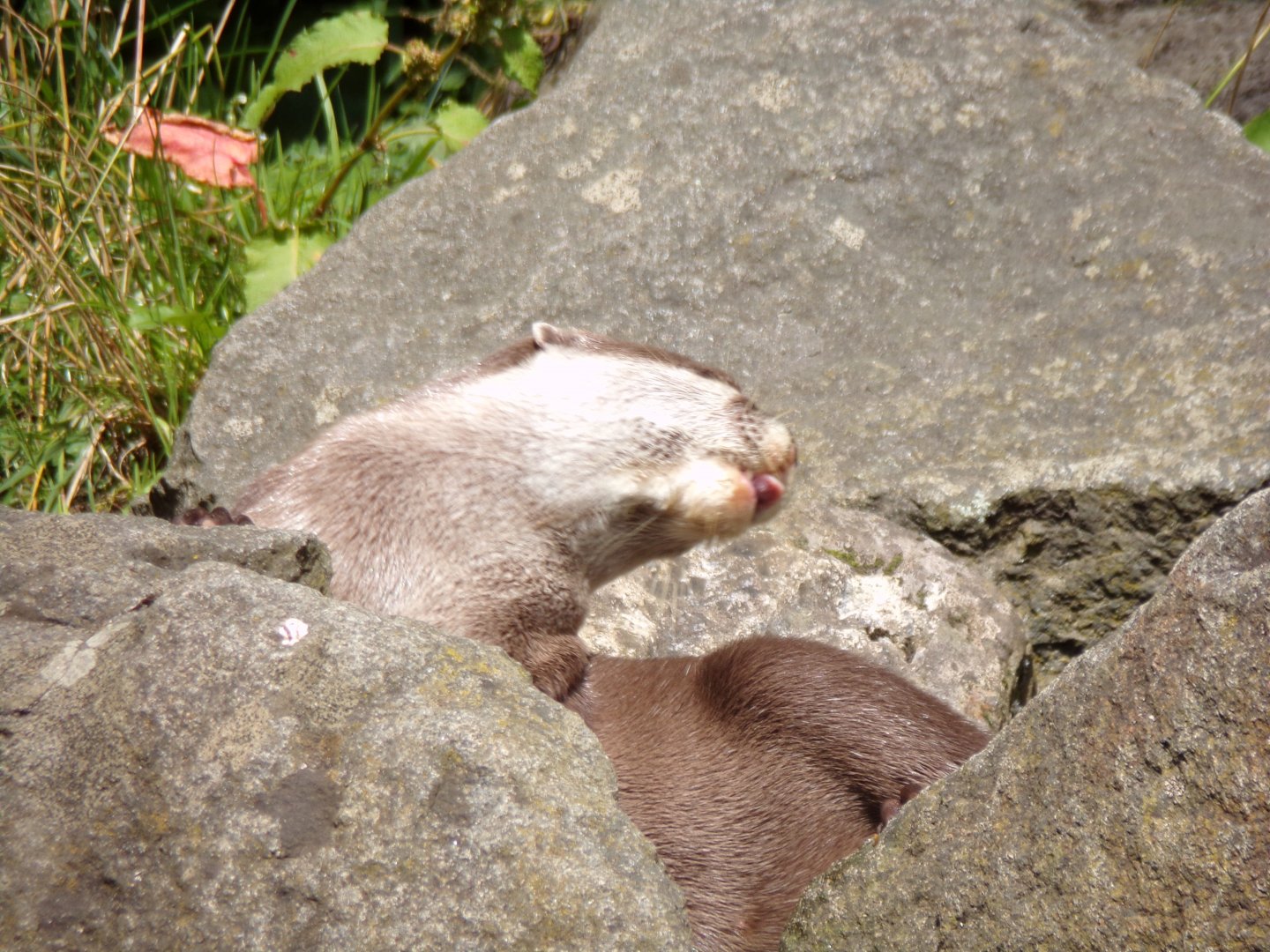 ASCO mid-scratch 17.7.23