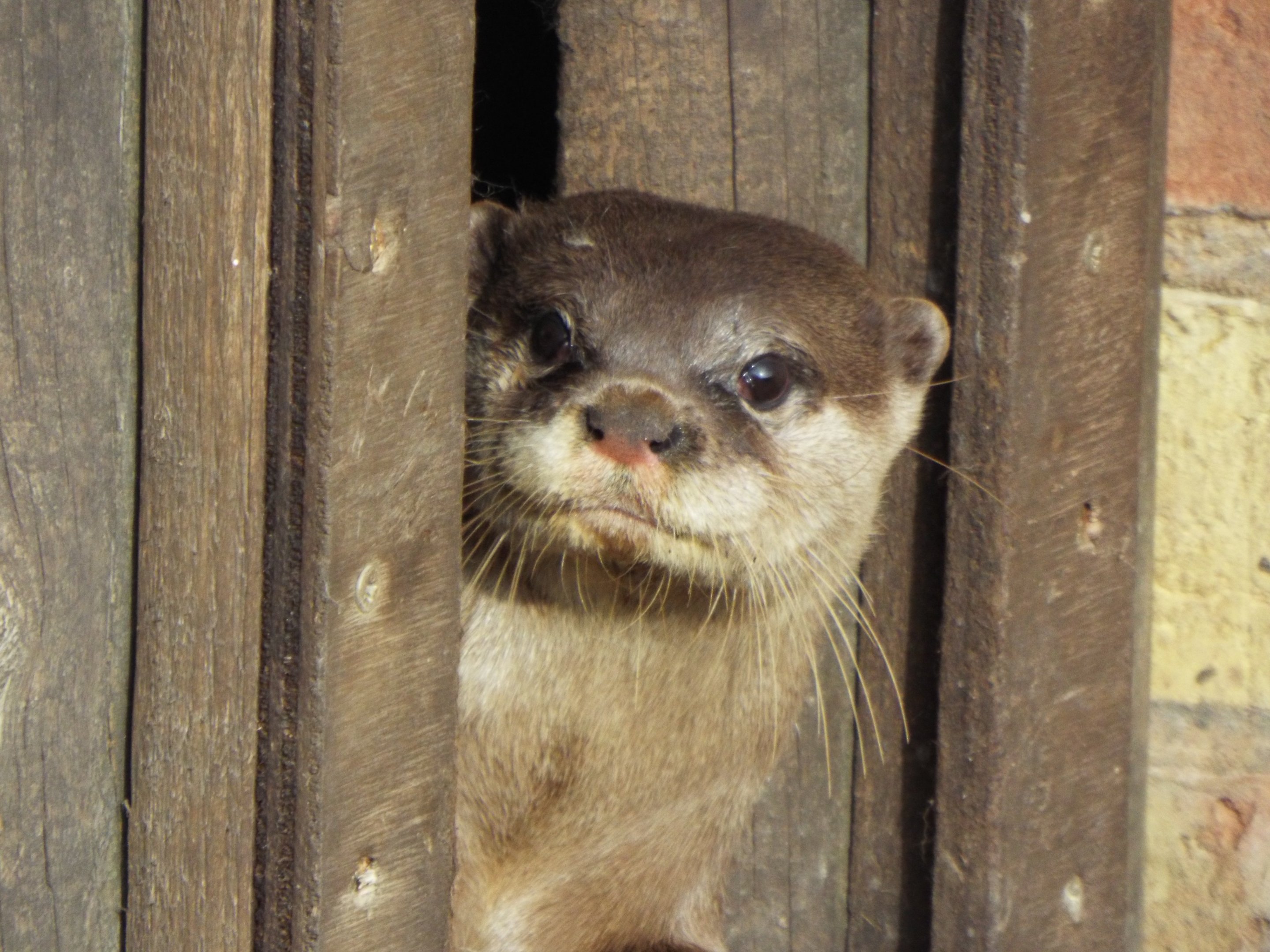 ASCO Woodside Wildlife Park