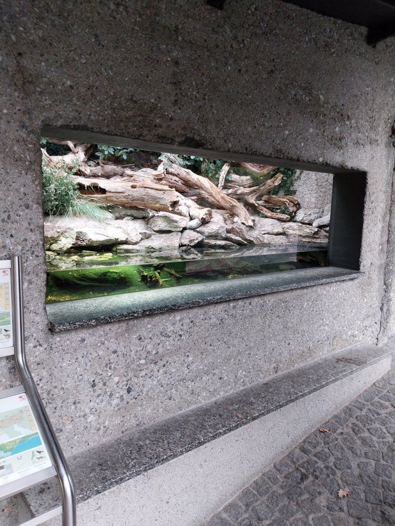 Asculapian snake and Viperine snake terrarium