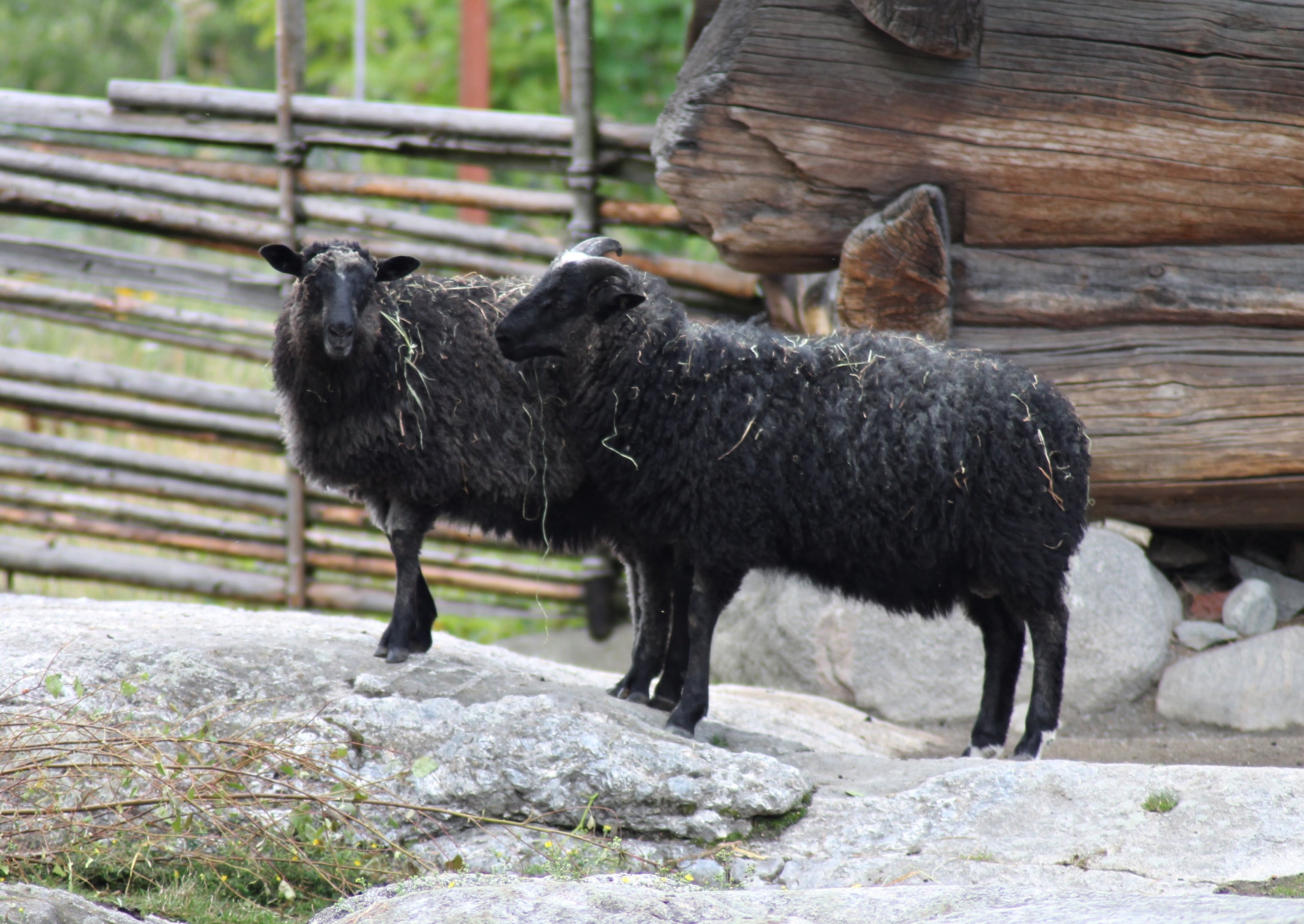 Åsen sheep