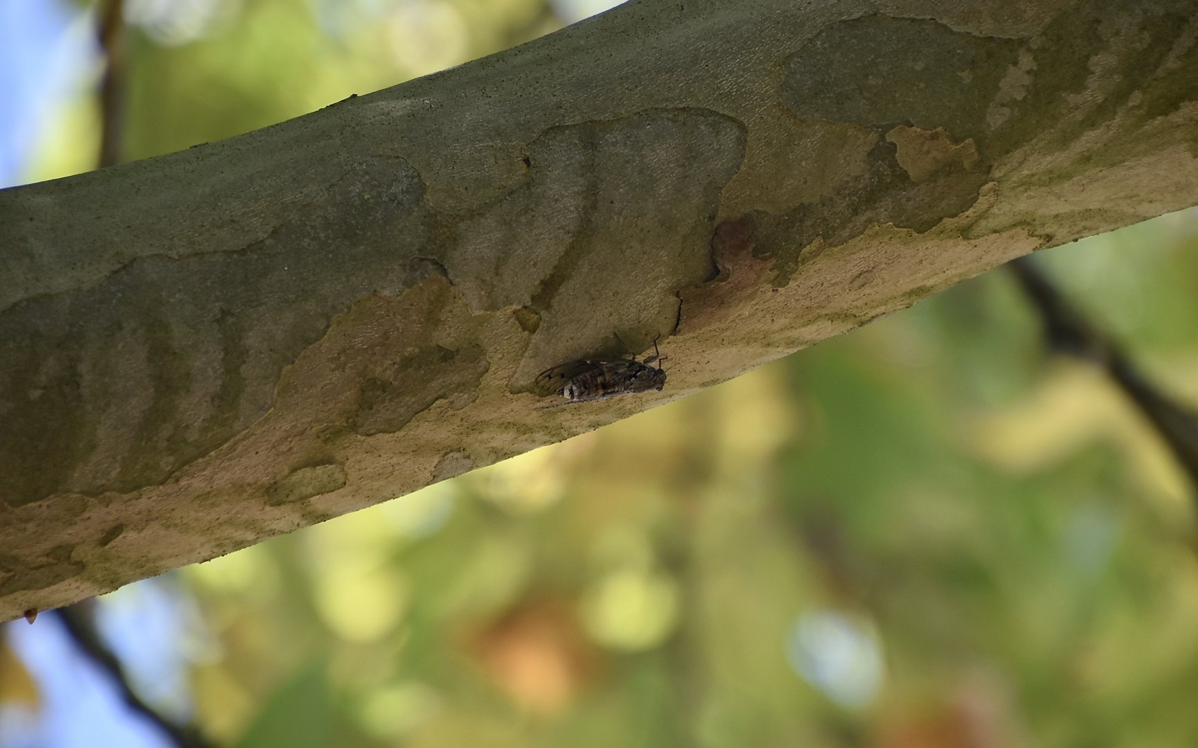Ash Cicada (Cicada orni) - wild
