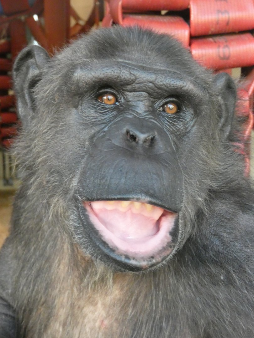 Ash, female Chimpanzee