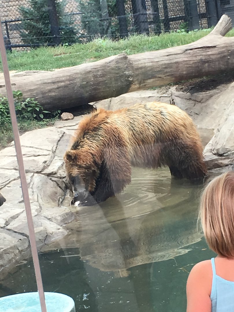 Ash | Henry Vilas Zoo