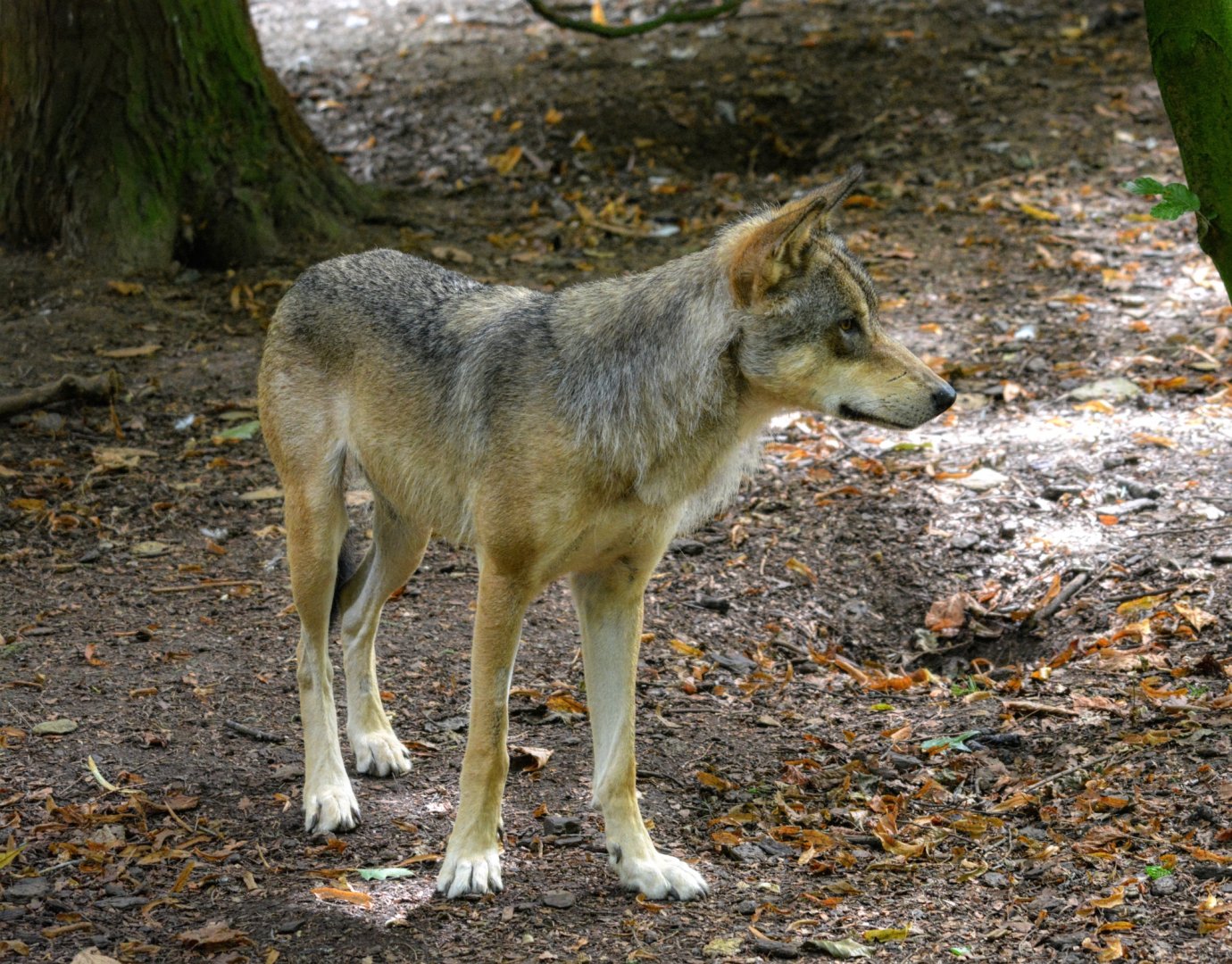 Ash Male European Wolf