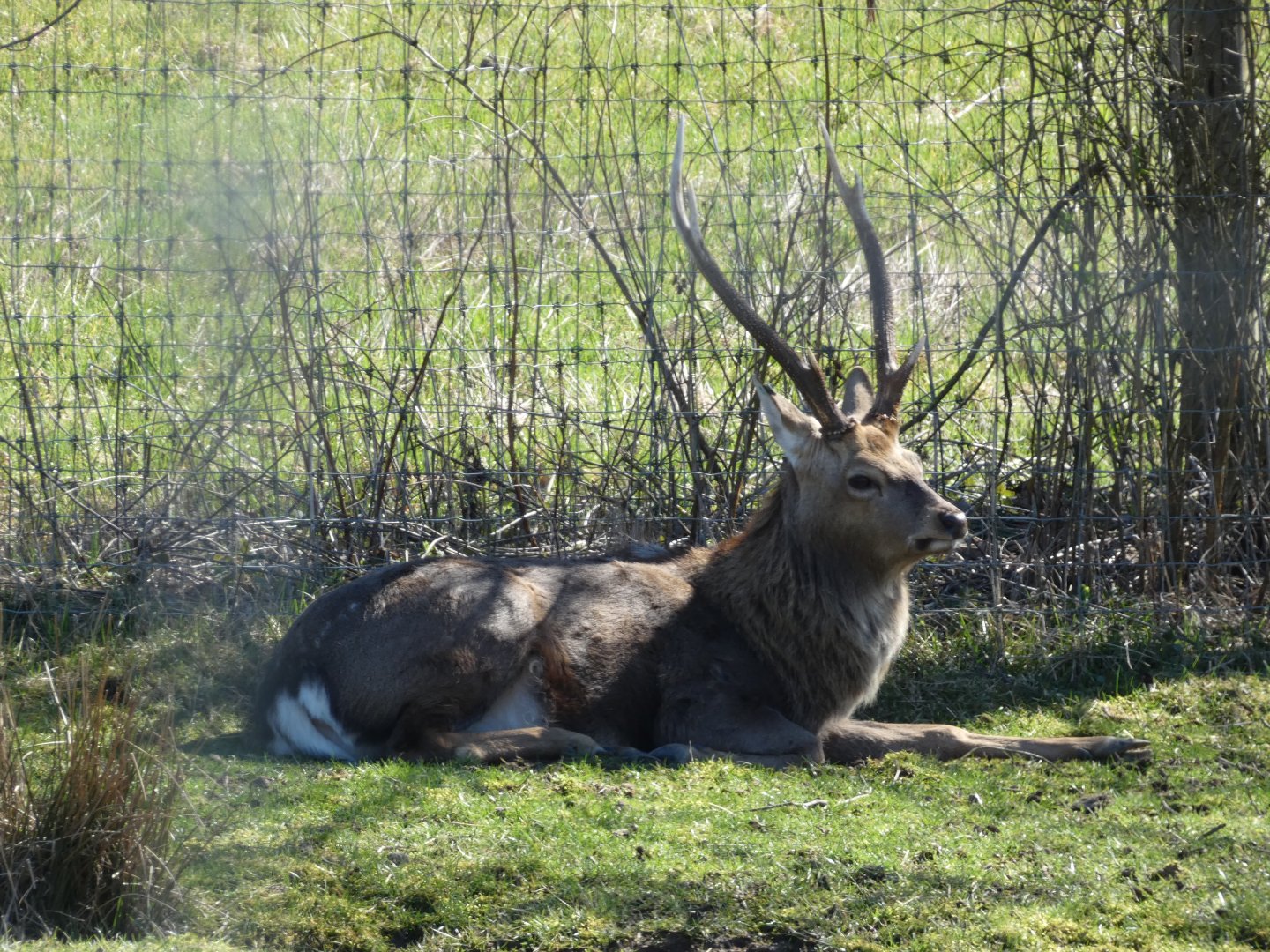 Ash (Sika deer)