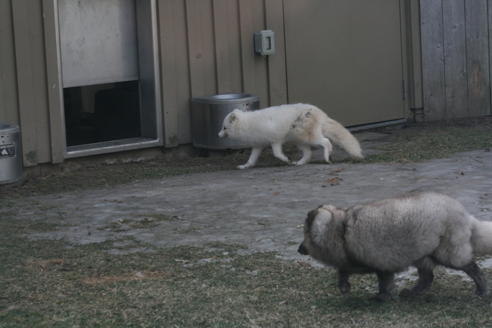 Ash the Arctic Fox with a blue morph