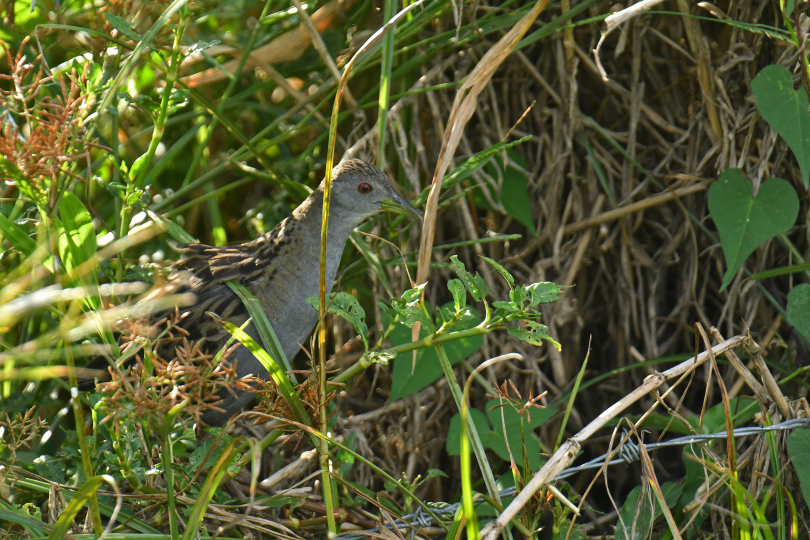 Ash-throated Crake Mustelirallus albicollis