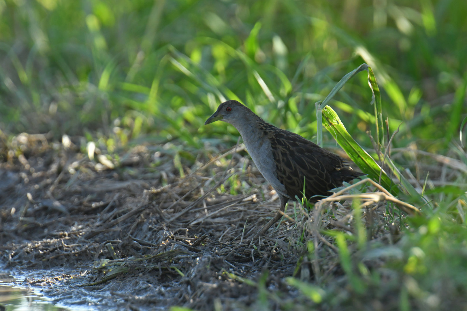 Ash-throated Crake Mustelirallus albicollis