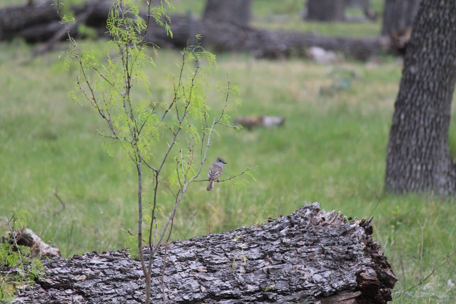 Ash-Throated Flycatcher