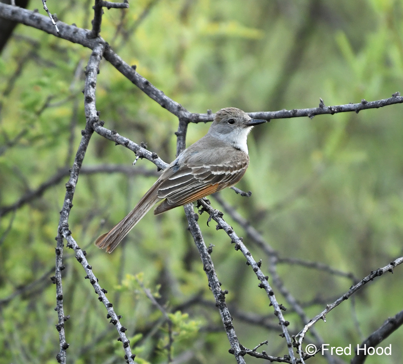 ash throated flycatcher