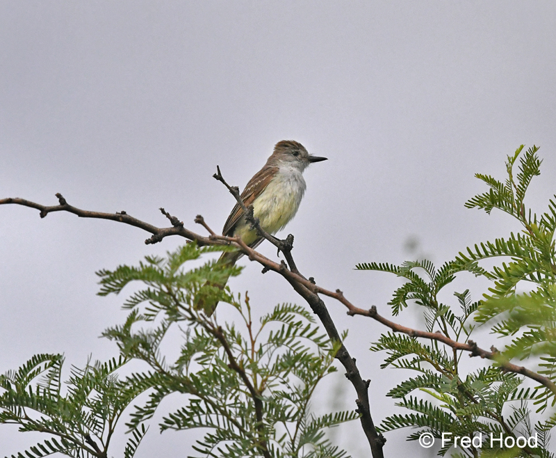 ash throated flycatcher