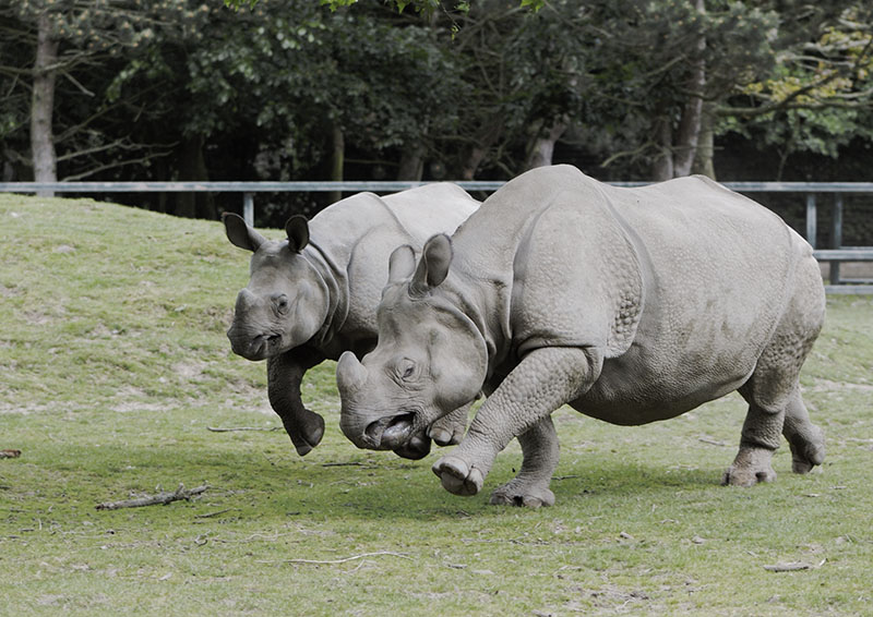 Asha and Komala racing