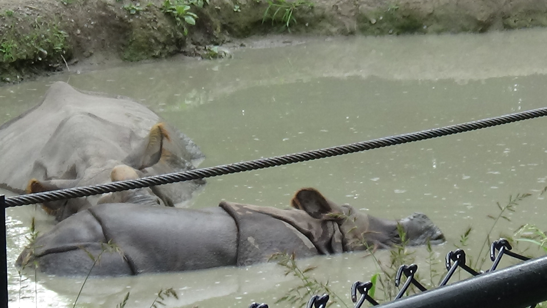 Asha (back) and Kiran (front)