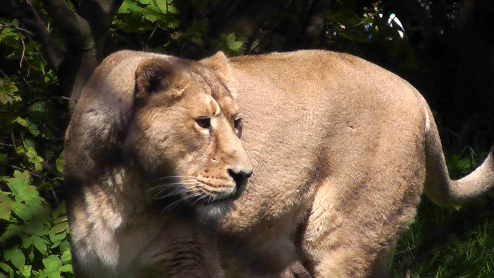 Asha - Chester Zoo 2010