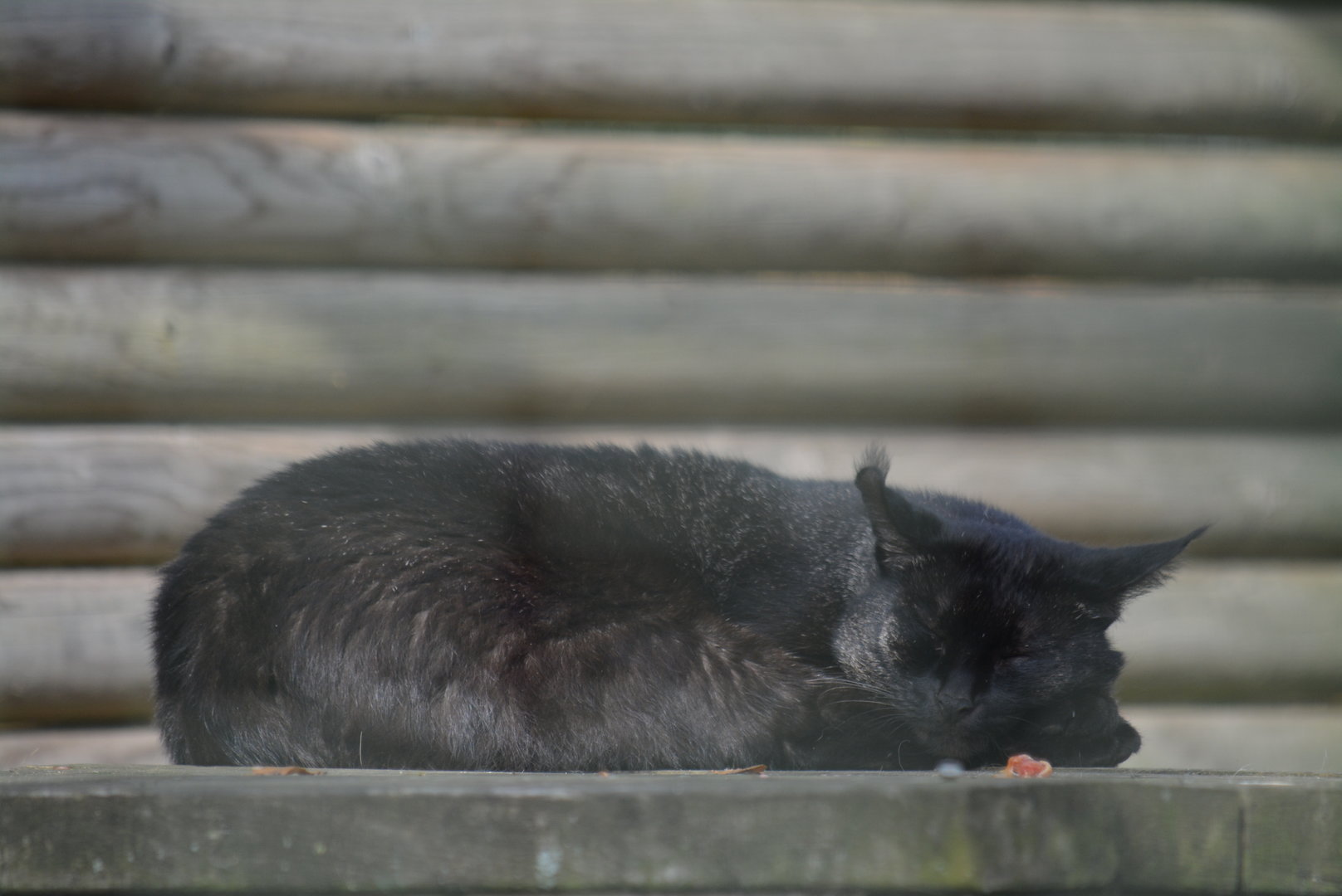 Asha, Jungle Cat, Hoo Zoo/Farm