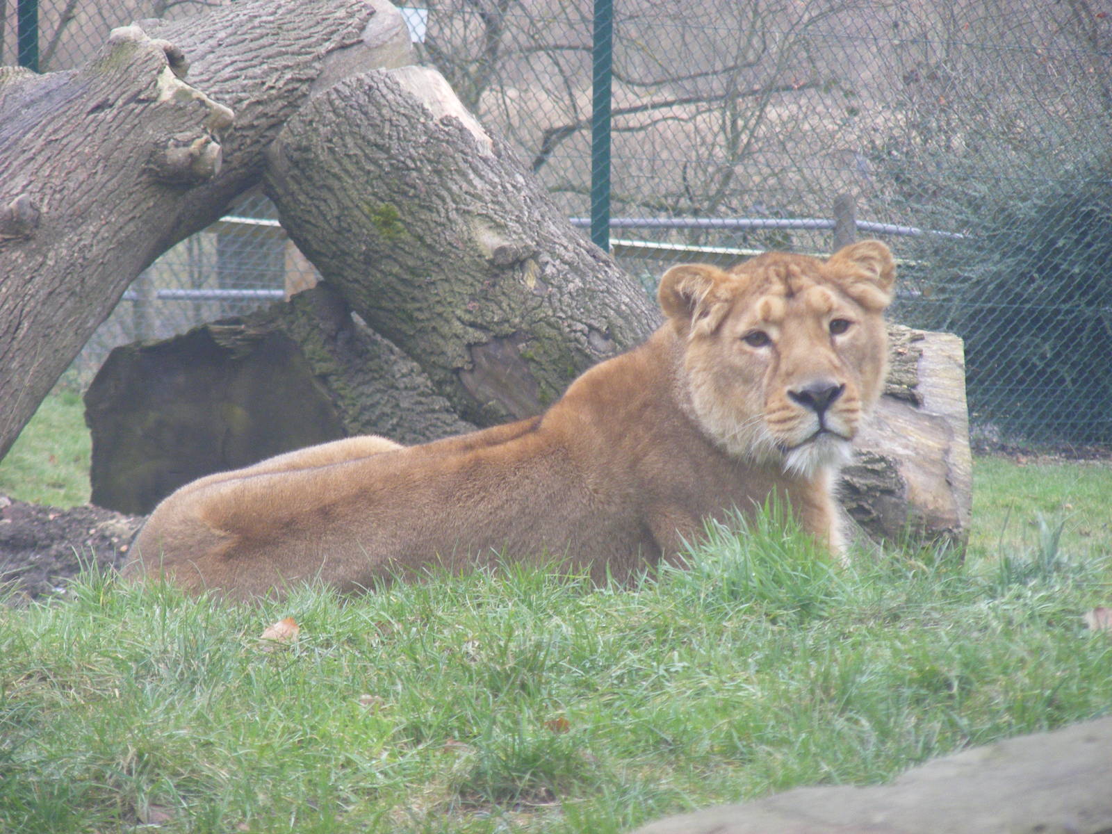 Asha or Kyra the Asiatic lion at Dudley Zoo, 12 February 2010