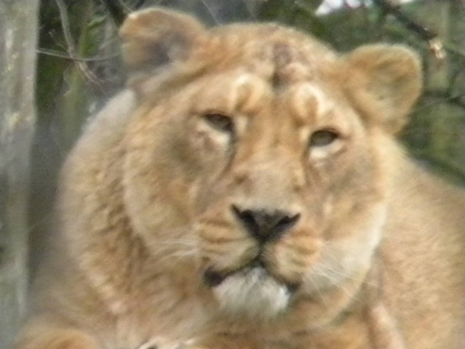 Asha the female Asiatic Lion at Chester Zoo 19th February 2011